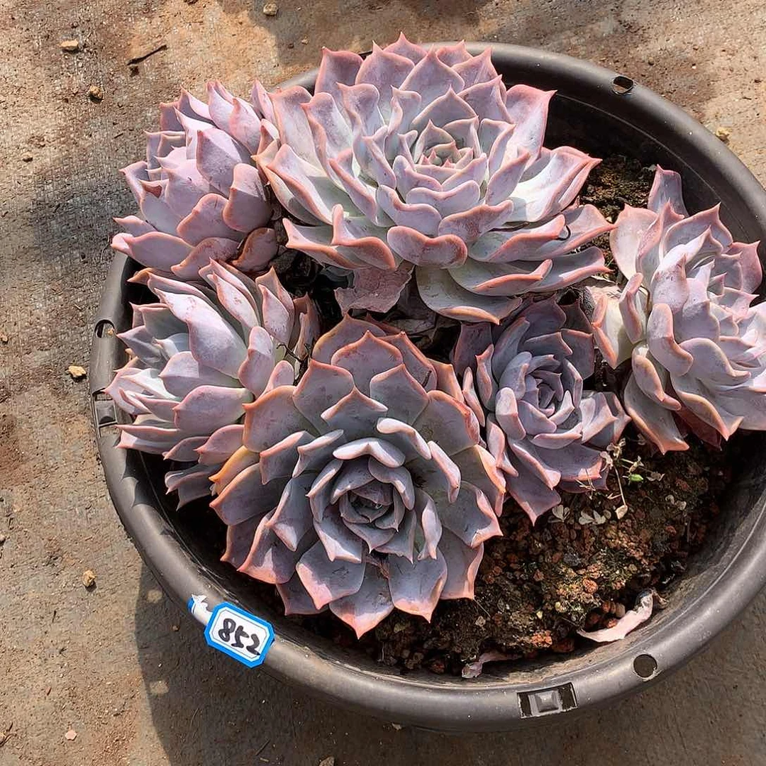 一物一拍多肉 852露西娜