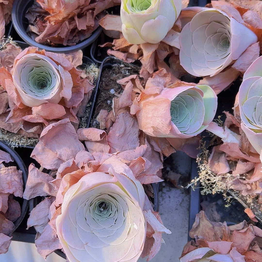 优选粉酒杯2颗带盆带土