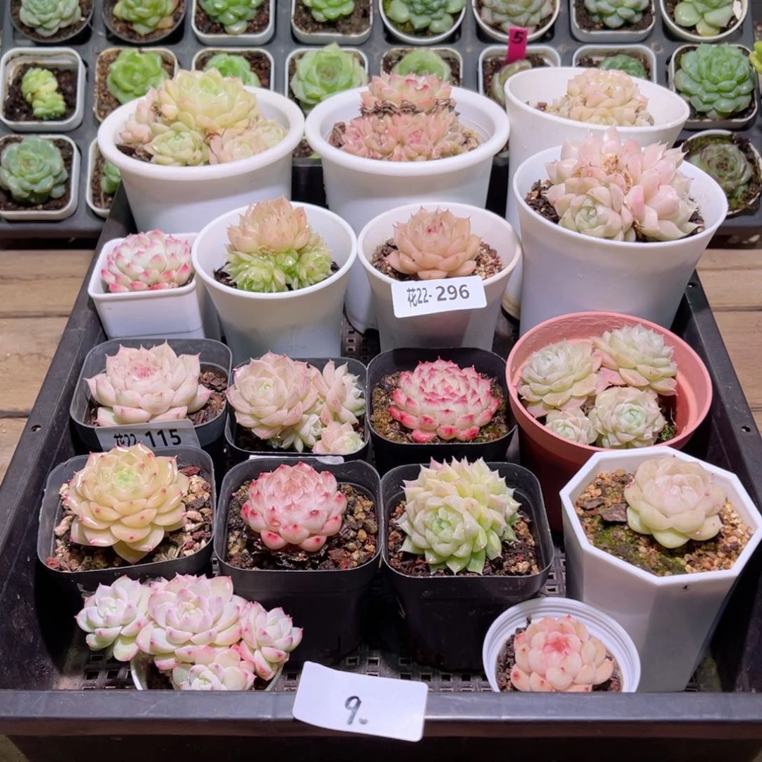 花利美22- 296框拍17颗