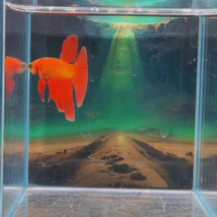 紫印母鱼就是这么一次过