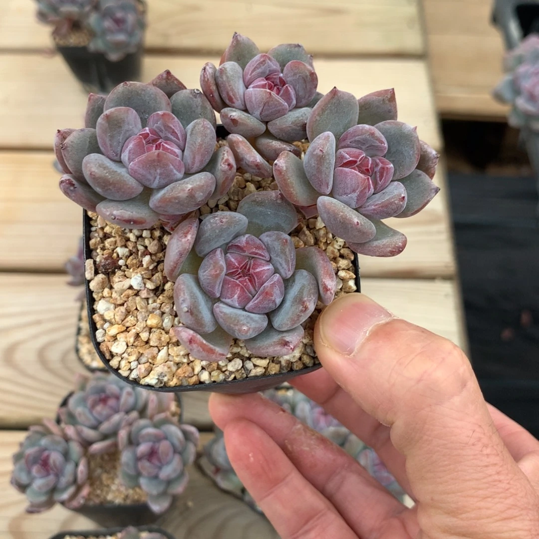 落***悔落子无悔突尼斯发货多肉