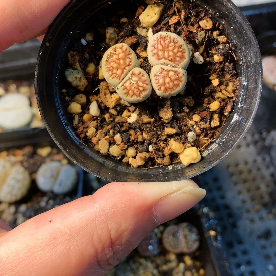 G341多肉植物保护