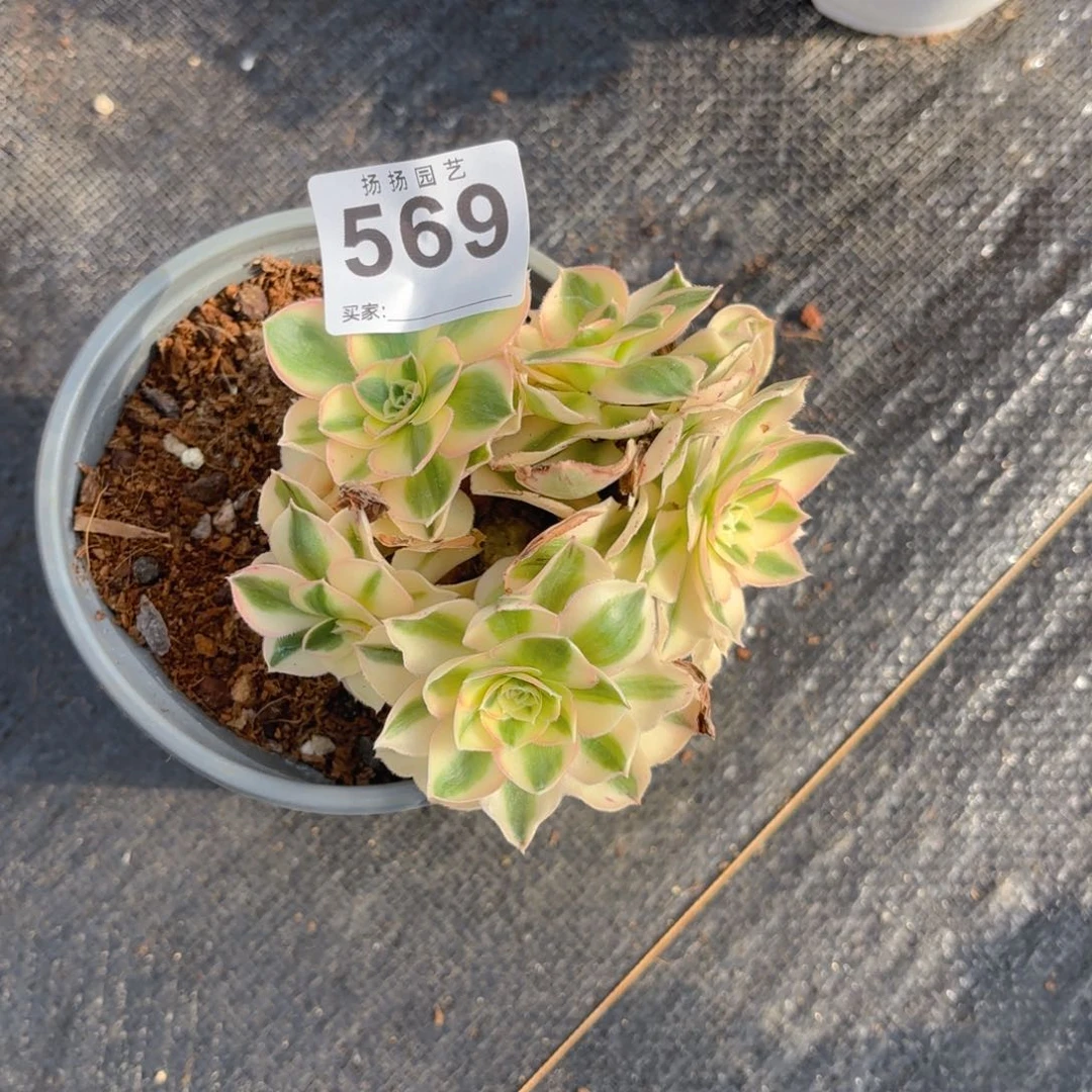 二**姨123  569多肉法师