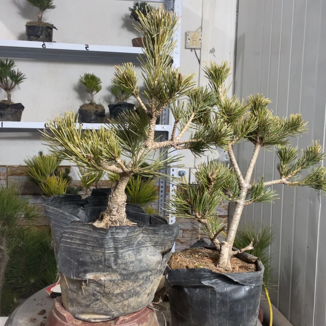 用****0杨梅大阪70两个链接