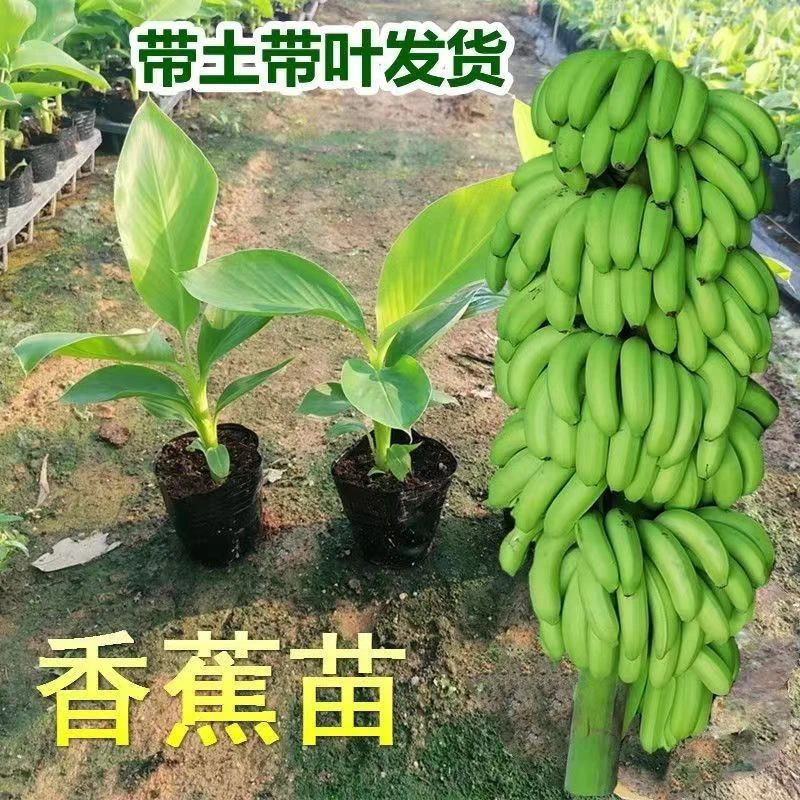 香蕉苗果树苗营养杯苗香蕉盆栽小米蕉粉焦香蕉树带土带叶发货