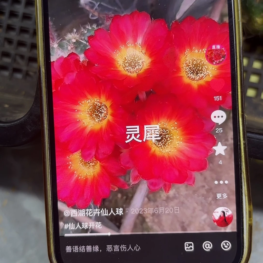 2颗灵犀丽花侧牙20包邮仙人球25