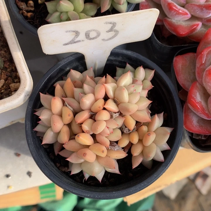 黄金象牙多日子黑五6262627