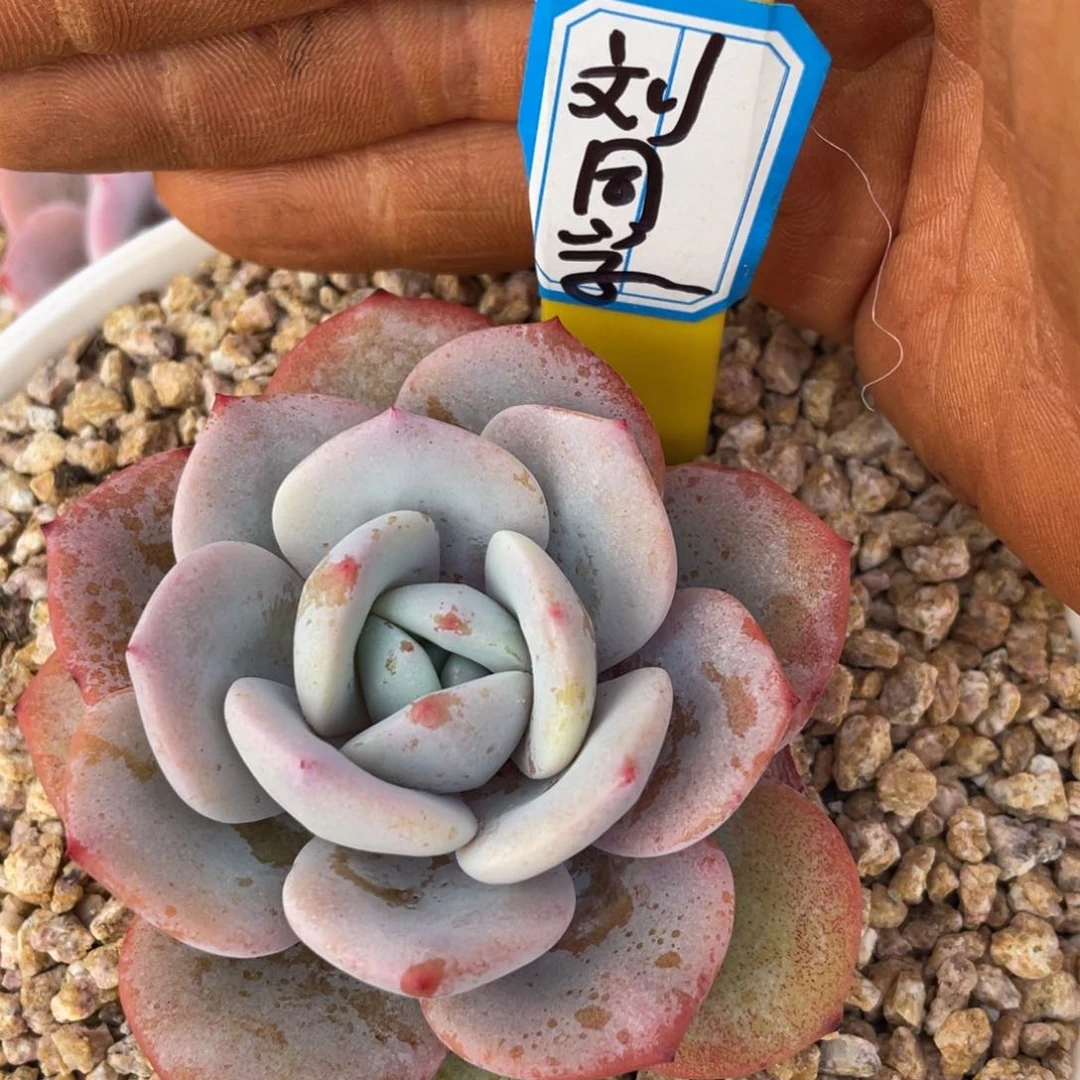 刘****?姐姐我是第多的小可爱