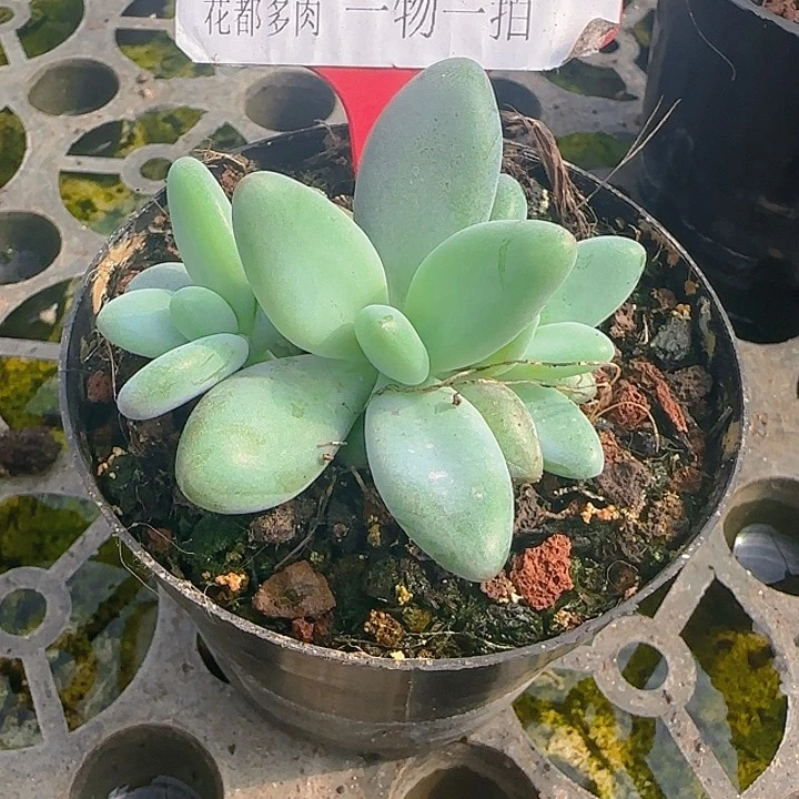 企鹅1909多肉植物