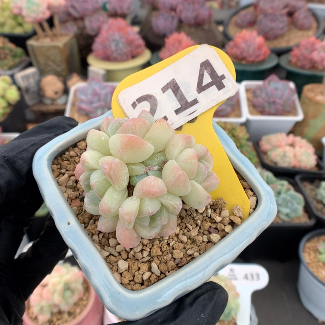 214 粉透白冰玉多肉