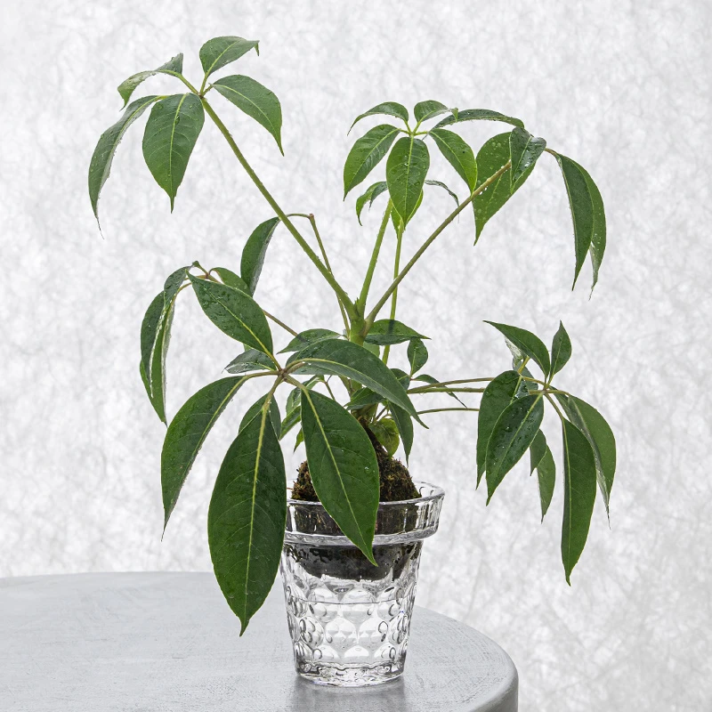 保罗苔藓球丨最新设计师款丨一二力荐