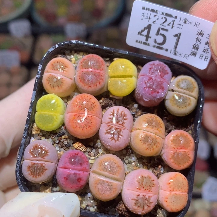 精品生石花224.451