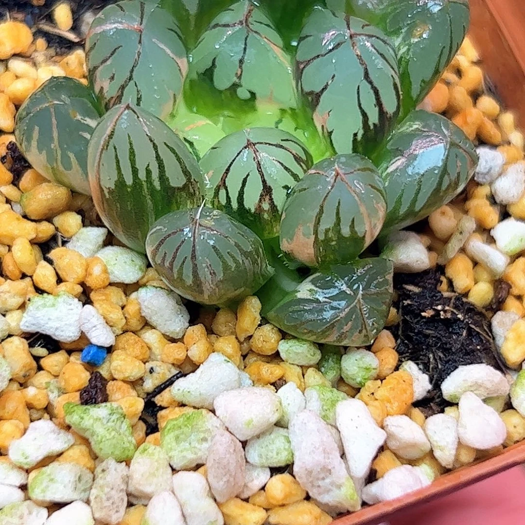 水晶灯锦十二卷多肉植物