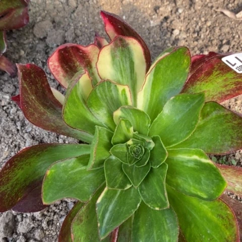 511魅影七彩满28包邮多肉