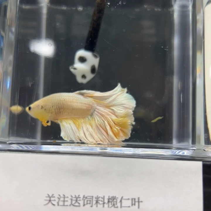 斗鱼224竞拍泰国斗鱼