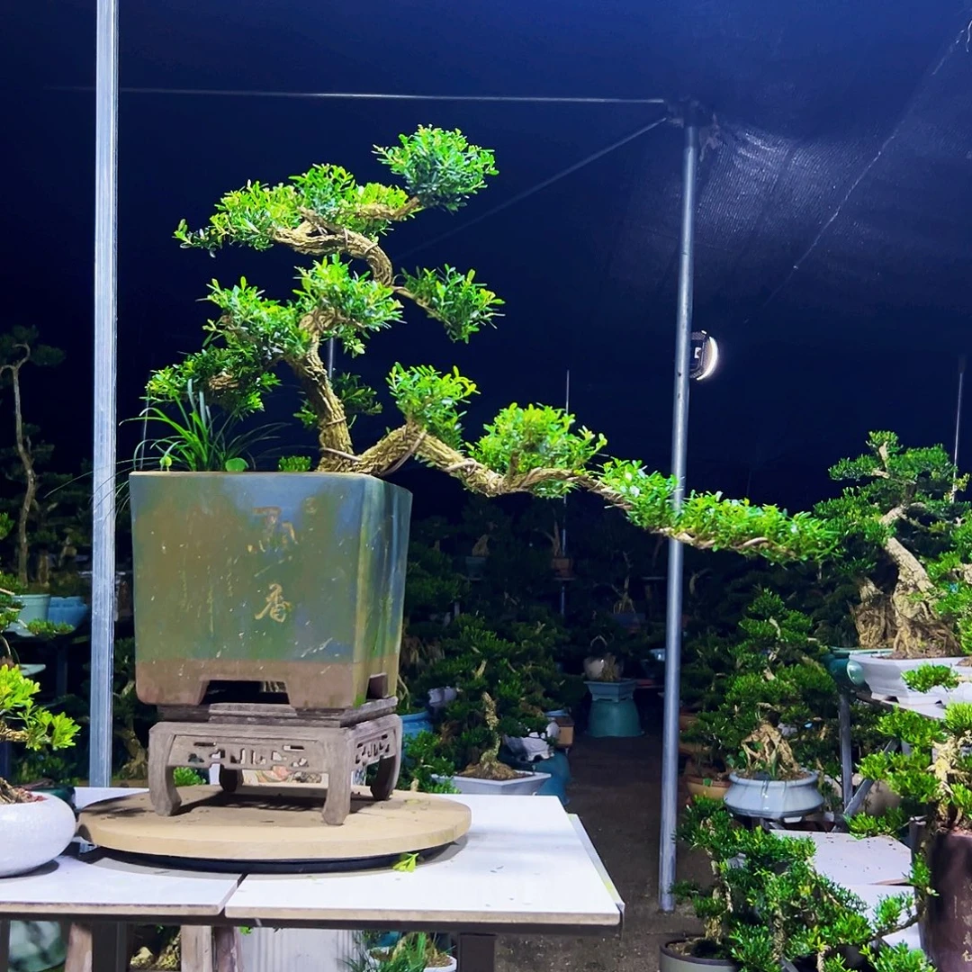 当前无花栽培后可以开花黄杨木