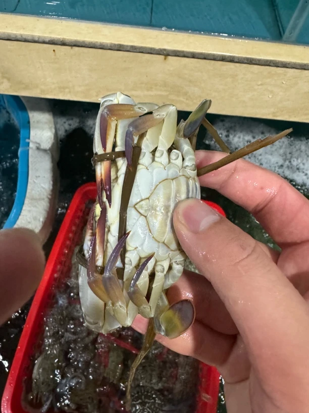 茂港天然海鲜杂鱼杂虾螃蟹（6-8）个斤