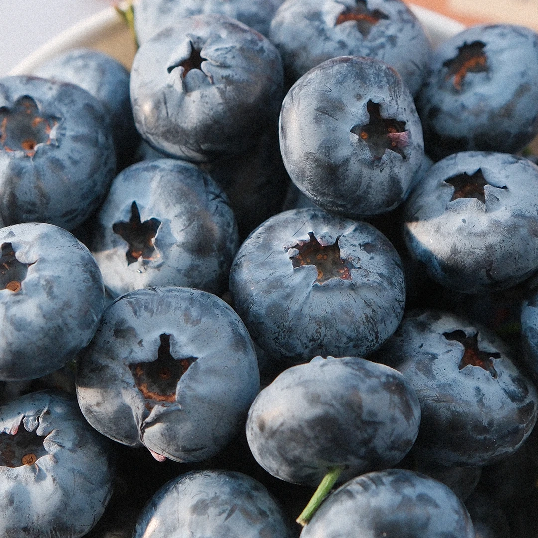 【L49花香蓝莓】云南花香蓝莓特大果当季现摘 永仁县产地直发