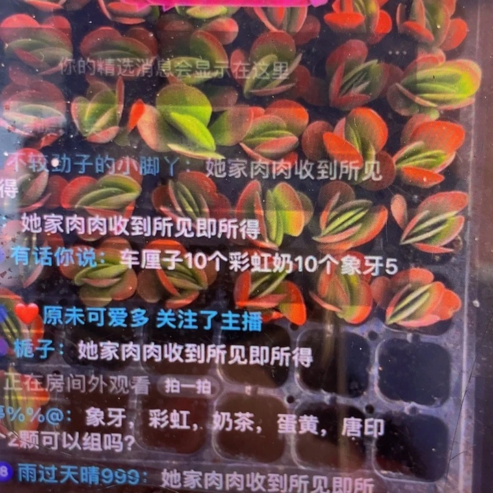 彩虹奶 10颗  车厘子10颗  象牙单双5颗