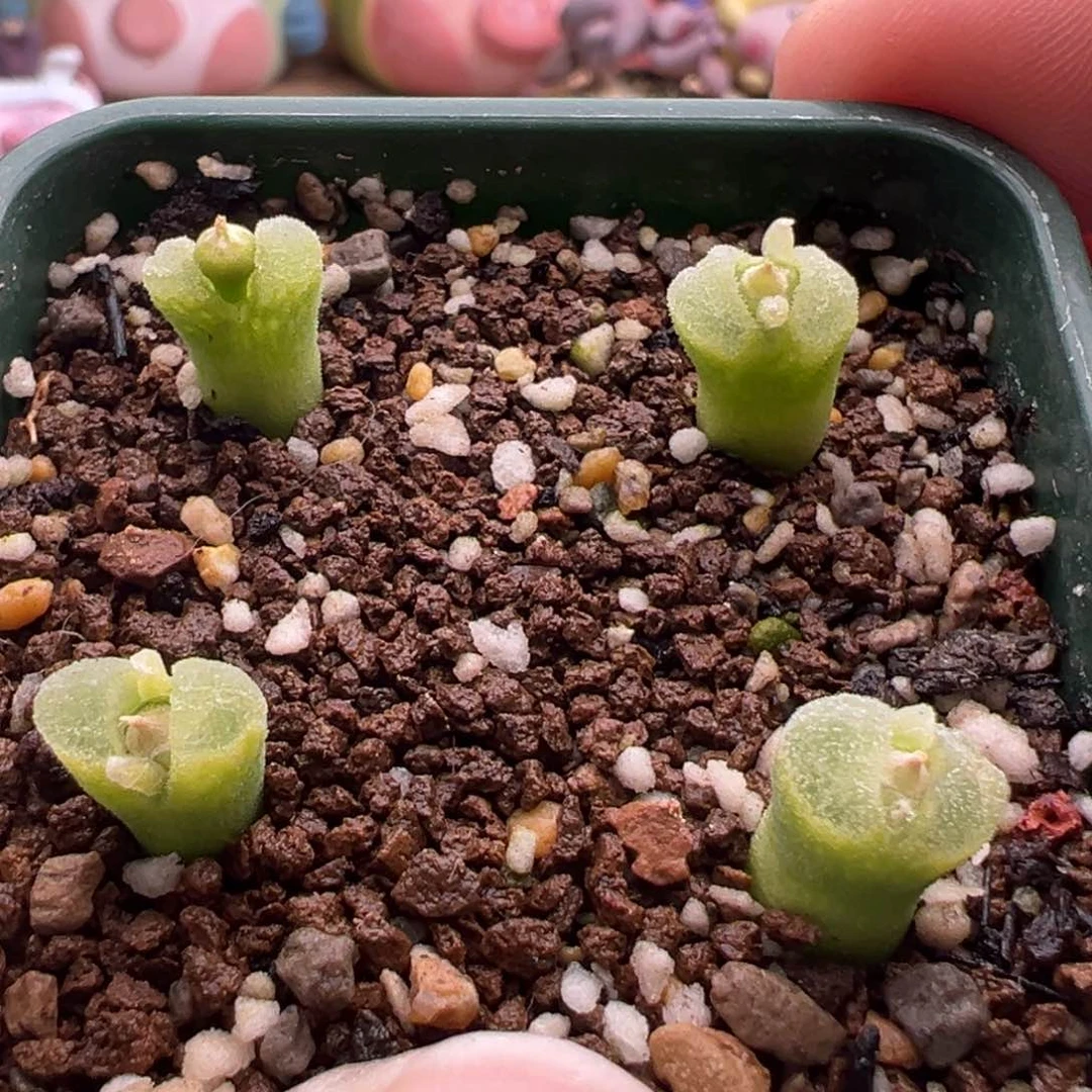 754. 自播冰风铃一盆4颗