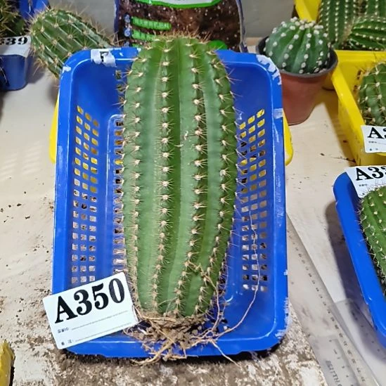 当前无花栽培后可以开花350