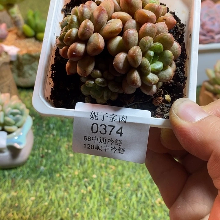 0374啊啊啊啊啊啊啊啊啊啊