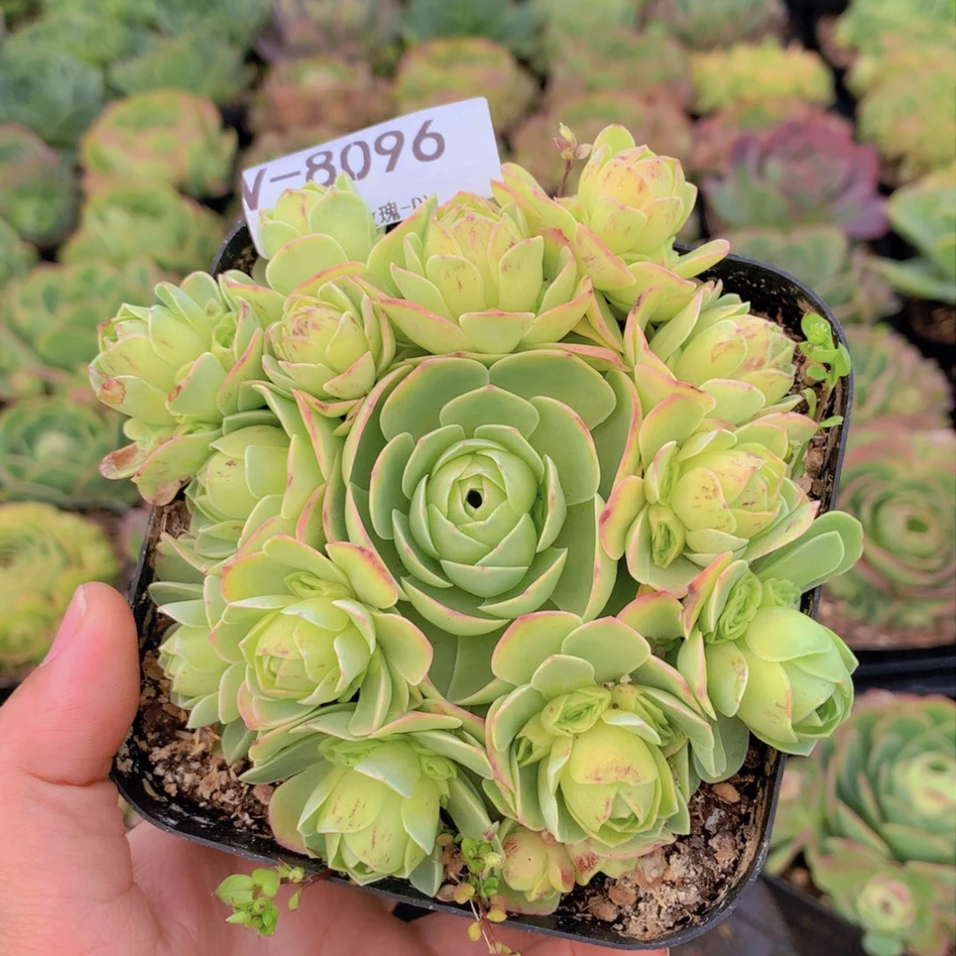 金色翡翠8096会掉侧芽