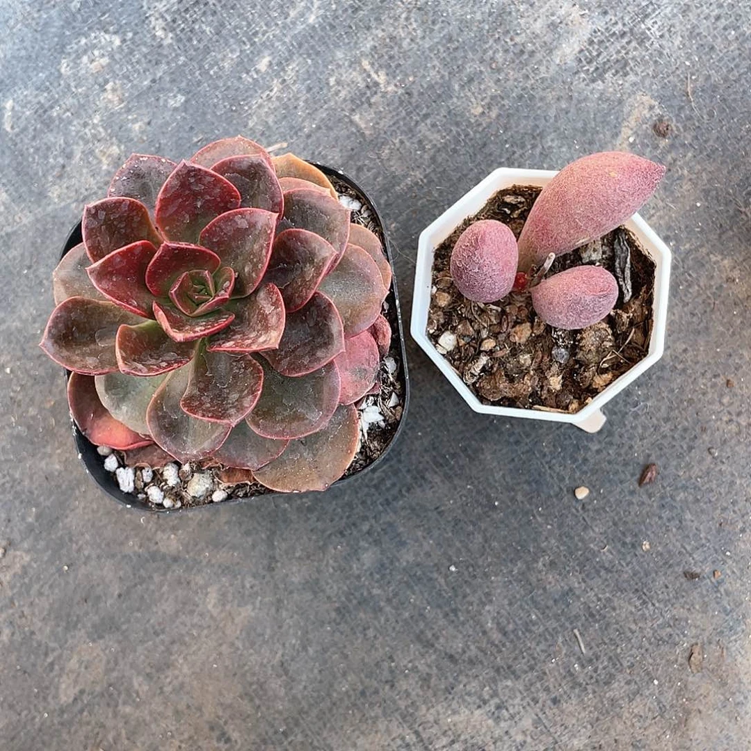 张*巧克力方砖加腹部水泡带盆发货