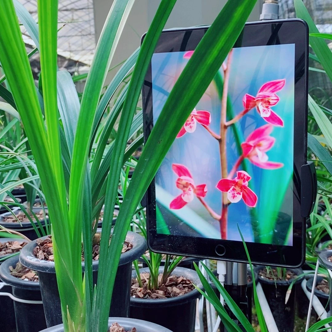 大部分花苞少量开放