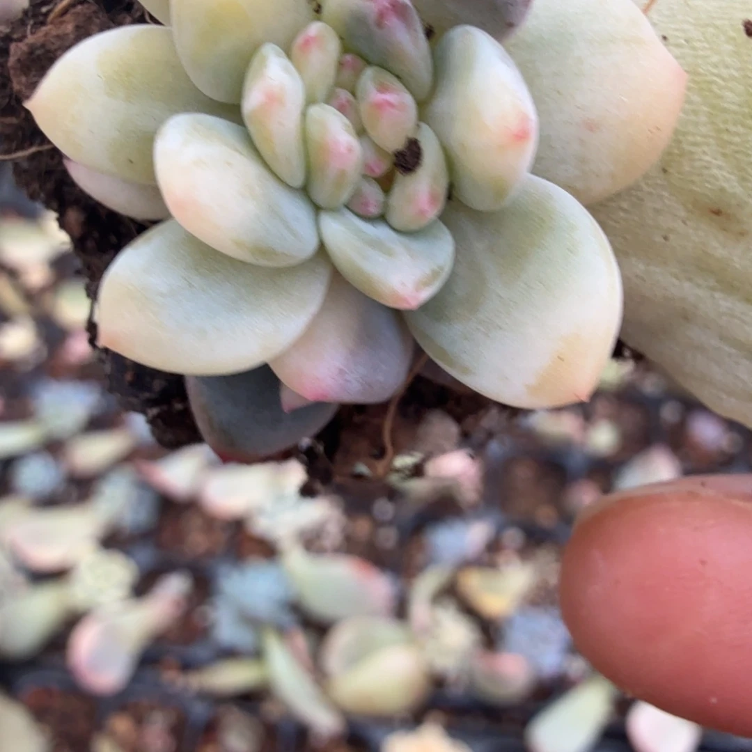 无名盲盒多肉锦植物