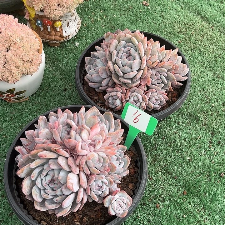 小***量16石榴脱土2个多肉