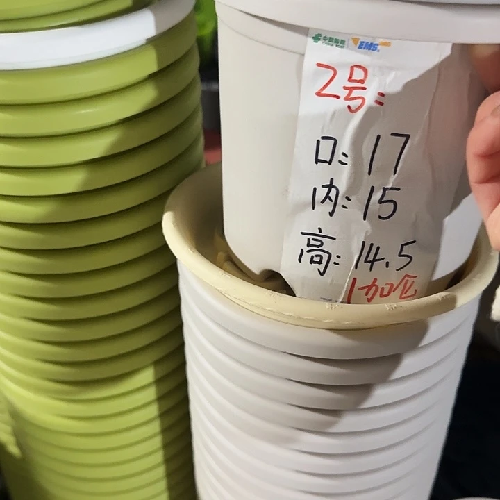 四季2号灰白无托10个