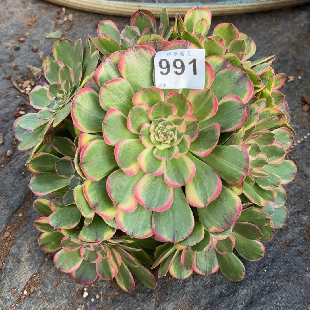 无花朵991多肉法师发货