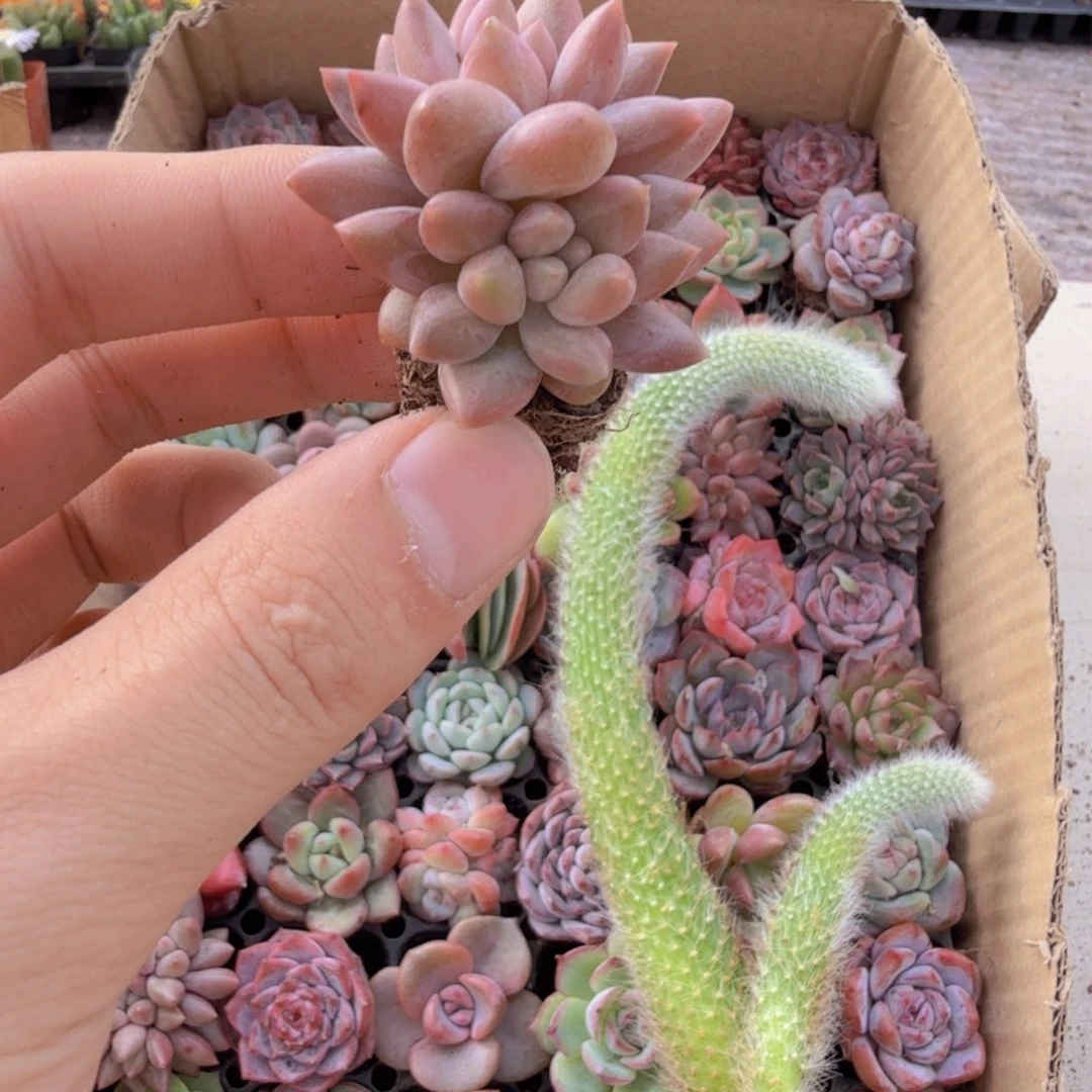 虞美人10个111111111