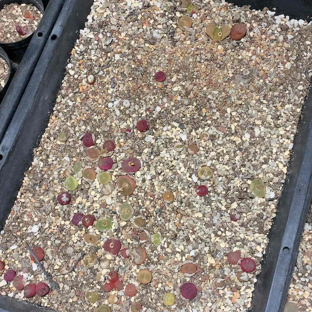 蓝*K225多肉植物保护