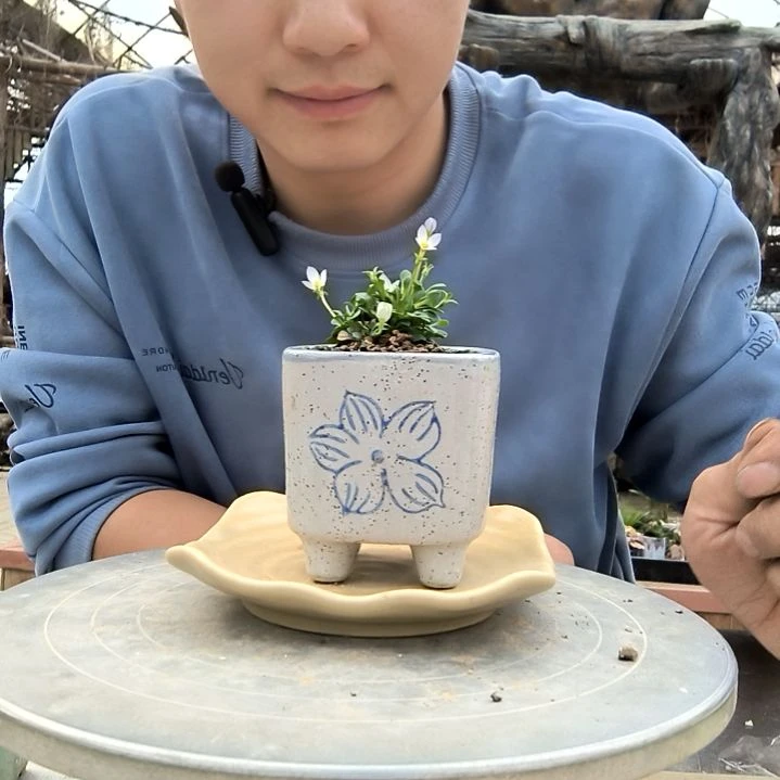 哦*…小盆景小植物一物一拍39