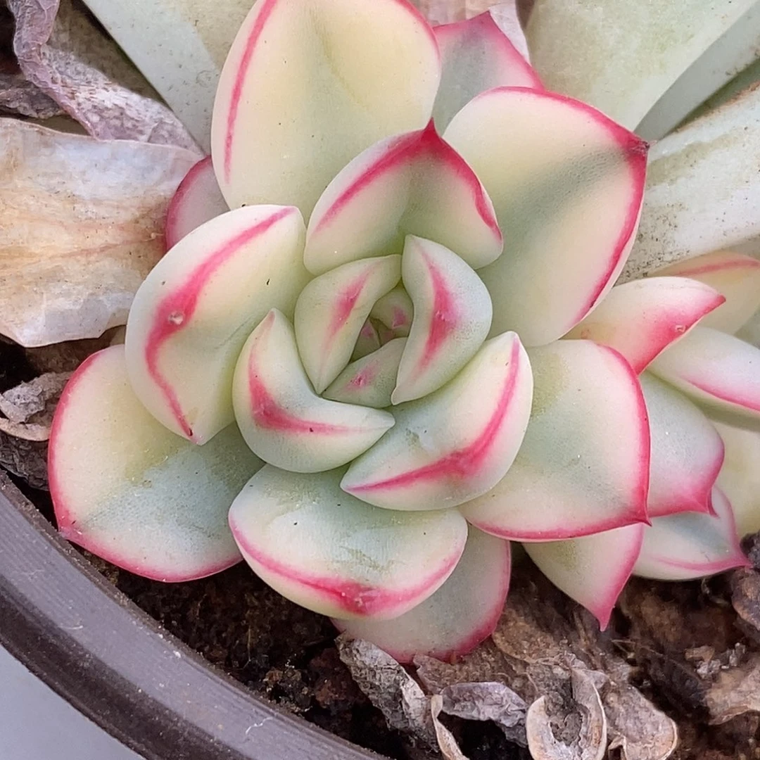 430宽锦荷花侧牙哈哈哈哈哈