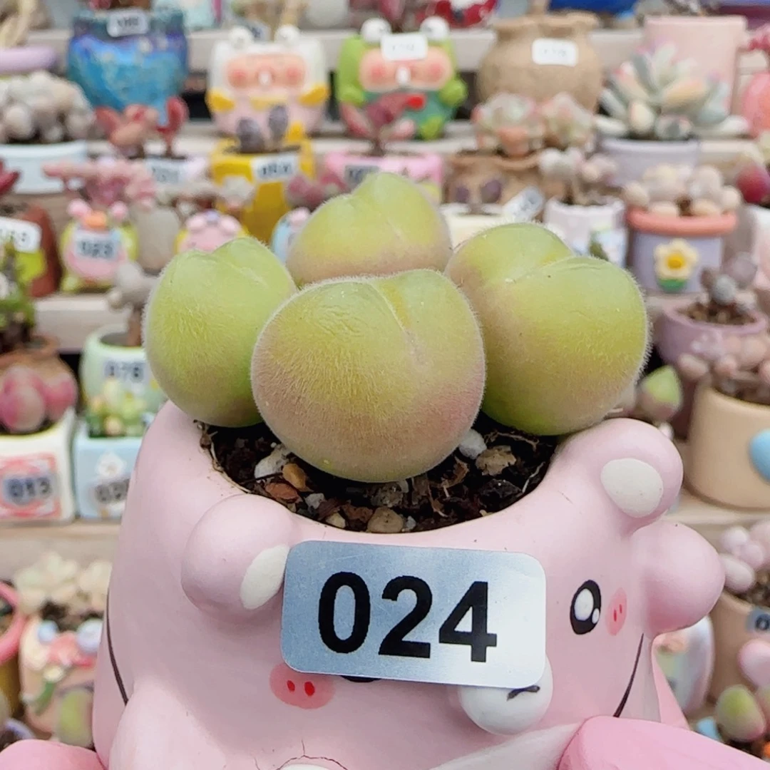 可爱胖毛翠 盆口4cm