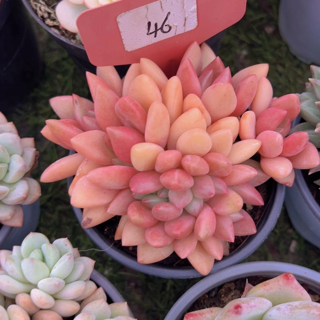 福利来啦来了打脸的