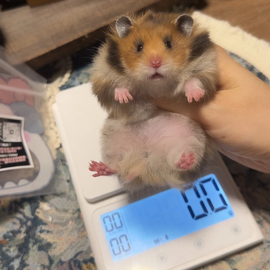 今***息长毛虎纹妹妹9/1长直
