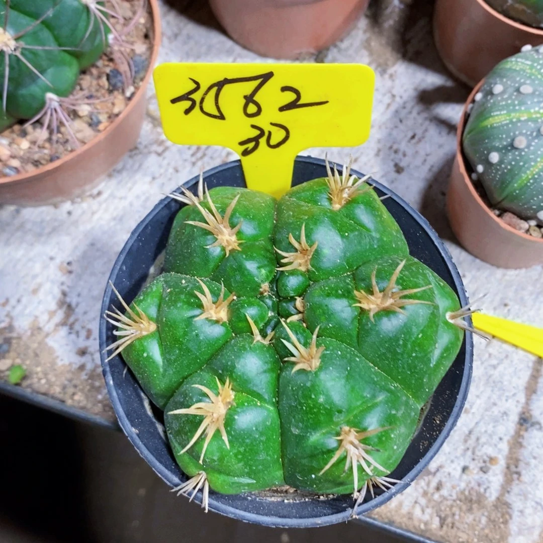 匡*3562号海王1111111件