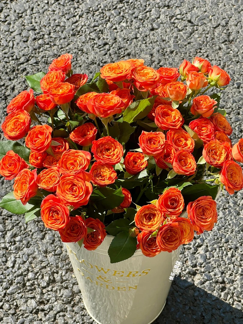 多头橙色芭比-任意两单发顺丰或者德邦送货上门云南鲜花