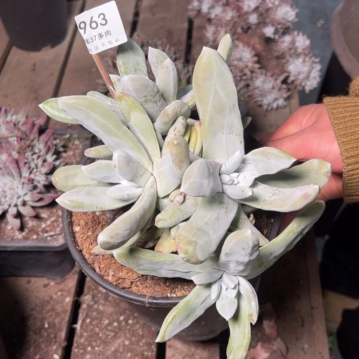 1963哈哈哈哈哈哈哈哈