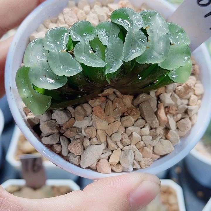 白瓷玉扇新手好养