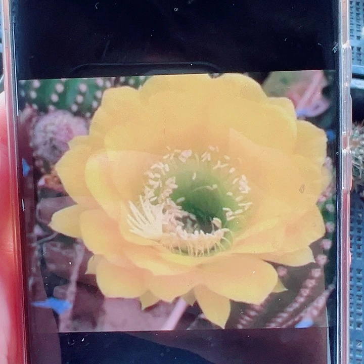 毛花柱碧玉皇冠侧芽拍一发二