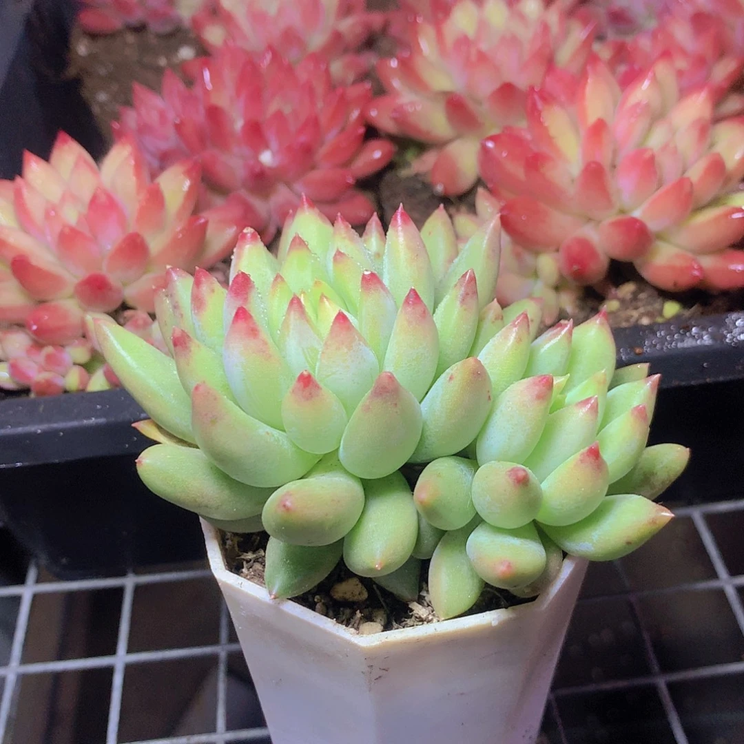 双头黄体虞美人35677899999