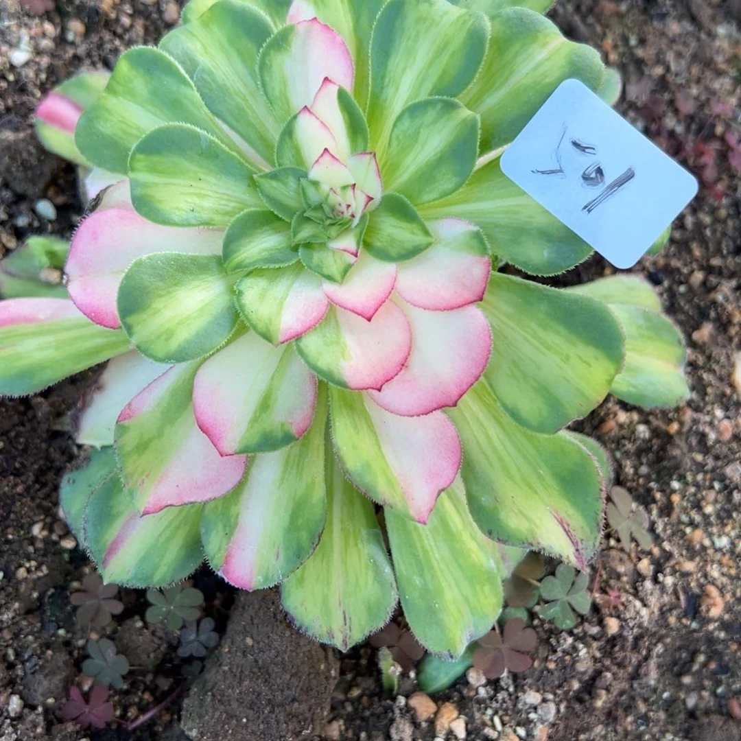 501知否多肉植物