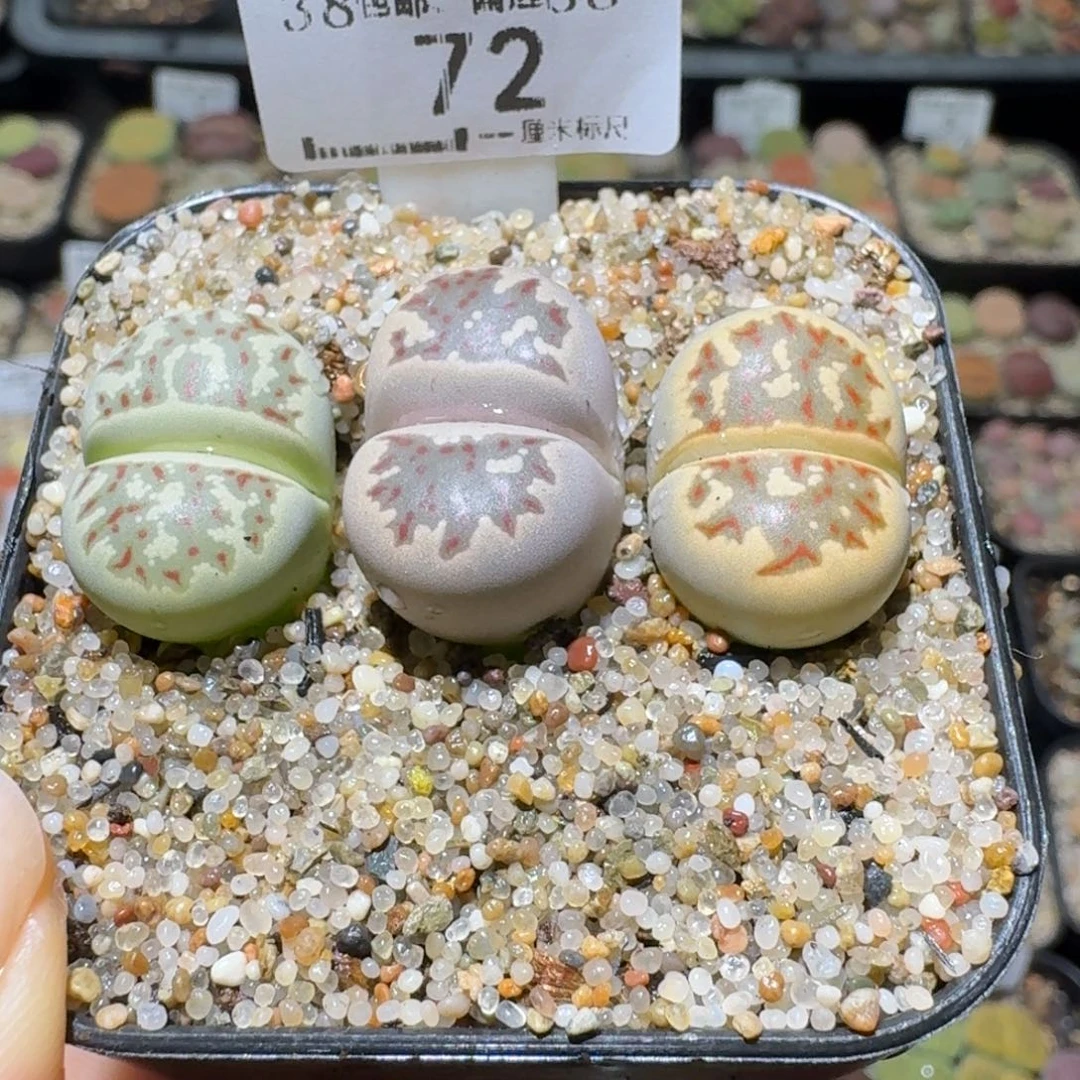 Ssss便宜出了清仓72