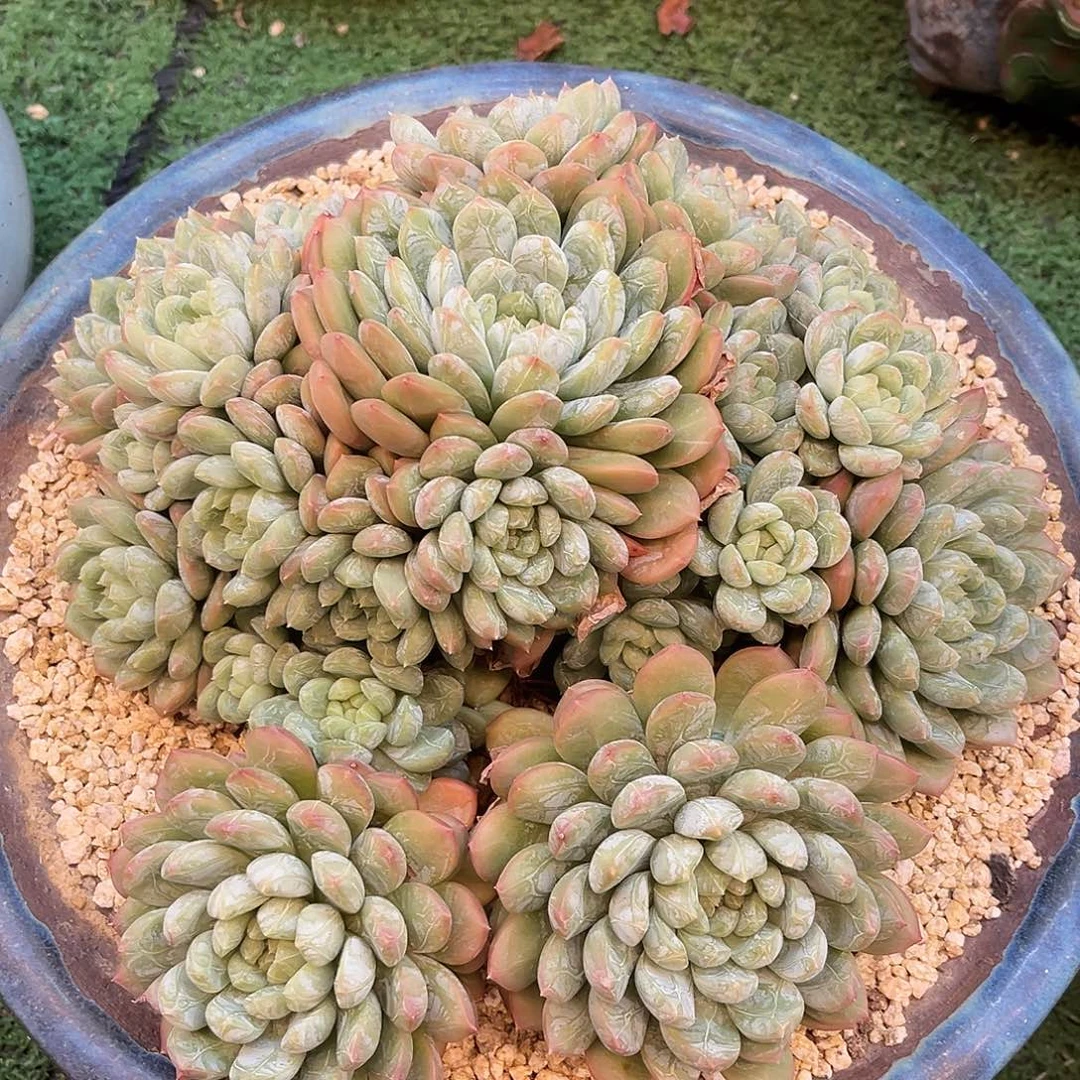 百达翡翠大号群生