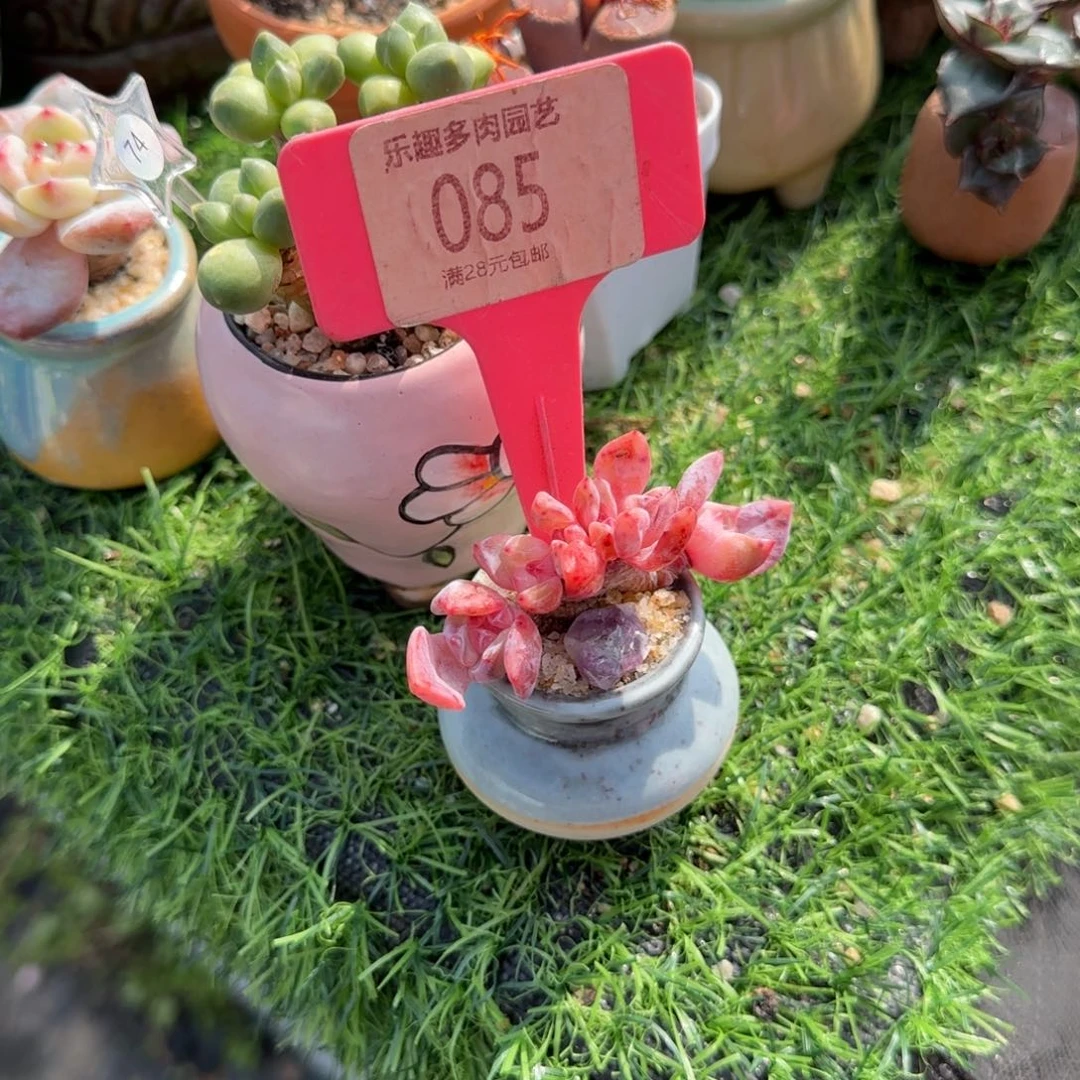 小***妹多肉植物吸引朵朵